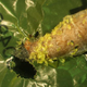 A wax worm chewing a hole through plastic. Plastic debris can be seen attached to the caterpillar. (Image: Federica Bertocchini, Paolo Bombelli, and Chris Howe)